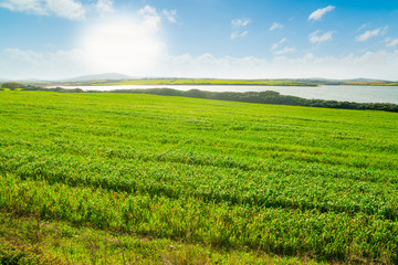 Fototapeta na wymiar Green field under a shining sun in Sardinia