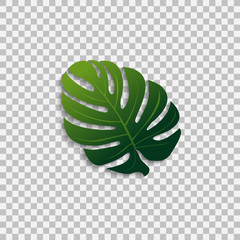 Monstera leaf isolated on transparent background - background