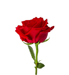 Rose flower isolated on white background with clipping path