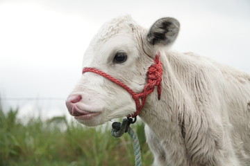 Fototapeta premium CALF