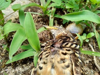 Dead indonesian quail (Coturnix ypsilophora), also known as the brown quail, is a small ground-dwelling bird in the New World quail family.