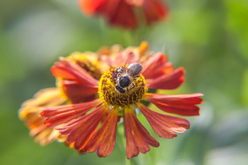 Honey bee covered with yellow pollen drink nectar, pollinating orange flower. Inspirational natural floral spring or summer blooming garden or park background. Life of insects. Macro close up.