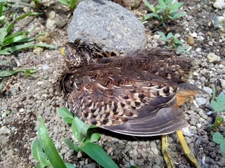 Dead indonesian quail (Coturnix ypsilophora), also known as the brown quail, is a small ground-dwelling bird in the New World quail family.