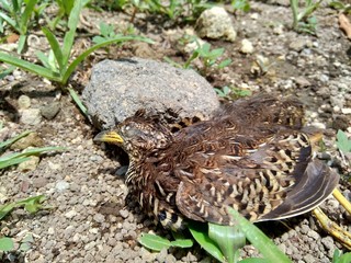 Dead indonesian quail (Coturnix ypsilophora), also known as the brown quail, is a small ground-dwelling bird in the New World quail family.