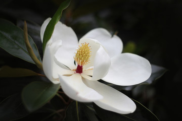 White Magnolia Flower Macro Shot