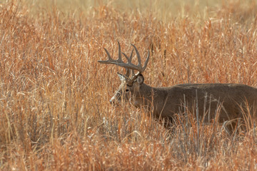 Buck Whitetail Deer in Colorado in the Fall Rut