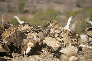 buitre leonado