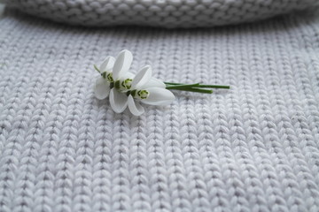 FIRST SNOWDROWS  AND KNITTED BACKGROUND