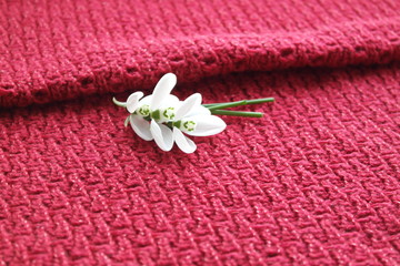 FIRST SNOWDROWS  AND KNITTED BACKGROUND