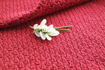 FIRST SNOWDROWS  AND KNITTED BACKGROUND