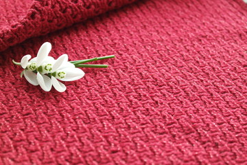 FIRST SNOWDROWS  AND KNITTED BACKGROUND