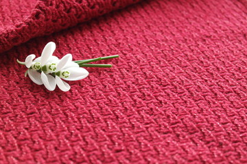 FIRST SNOWDROWS  AND KNITTED BACKGROUND