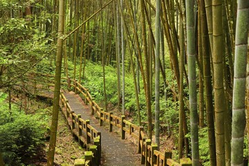 Taiwan bamboo forest