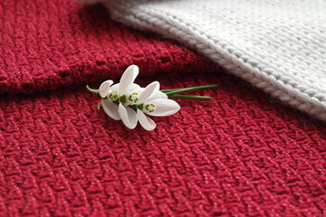 FIRST SNOWDROWS  AND KNITTED BACKGROUND