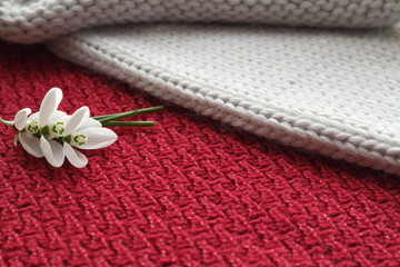 FIRST SNOWDROWS  AND KNITTED BACKGROUND