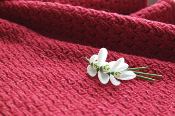 FIRST SNOWDROWS  AND KNITTED BACKGROUND