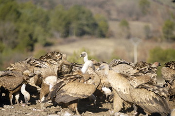 buitre leonado
