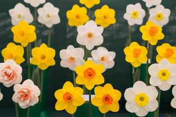 Display of various daffodils