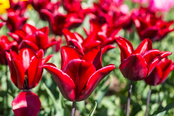 Tulip, Tulipa 'Lasting love'
