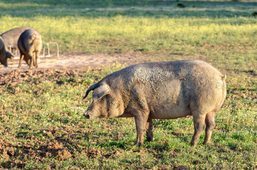 side portrait of pig in field
