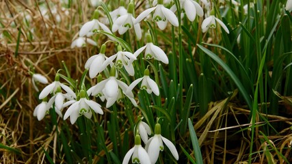 Schneeglöckchen, viele Blüten, Nahaufnahme