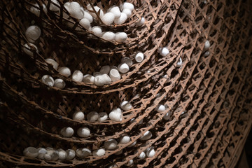 Silkworm cocoon in bamboo weave tray. Cocoons of Thai silkworm growing in bamboo trays. Silkworm is...