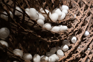 Silkworm cocoon in bamboo weave tray. Cocoons of Thai silkworm growing in bamboo trays. Silkworm is...