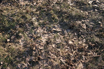 winter fallen foliage