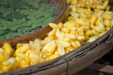 The silkworm is the larva or caterpillar of the domestic silkmoth, Bombyx mori. Silkworm eating mulberry leaves and creating yellow fibers.