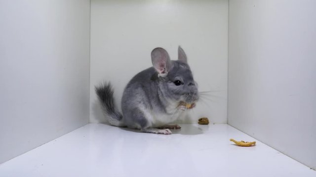 Gray (Violet) long-tailed Chinchilla Eating And Hopping inside the White box, Close Up studio light shot
