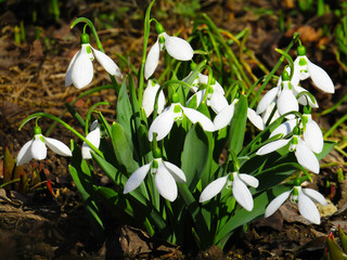 The first flowers of snowdrops in the garden