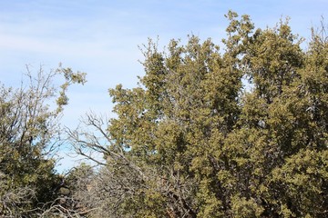 Quercus is a genus of flowering plants in the Botanical Family Fagaceae. Commonly known as the Oaks, Joshua Tree National Park hosts 5 species native to the Mojave and Colorado Deserts.