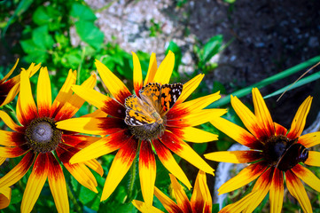 Monarch butterfly (Danaus plexippus) sits on a flower of Rudbeckia (Rudbéckia). Top view