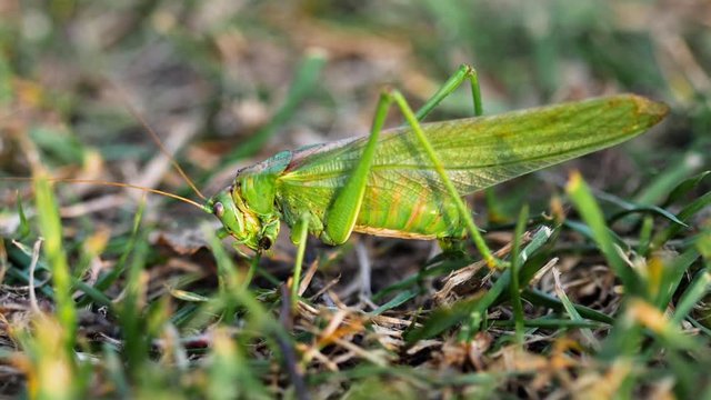 Big green locust female lays eggs