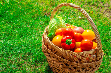 Fresh vegetables in the basket on green grass.