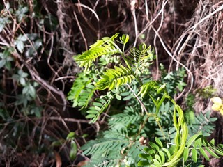Obraz premium Fern-like leaves in the sunshine