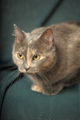 gray with a red cat in the studio