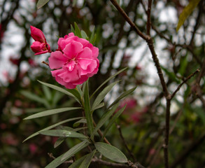 Pink flowers of shrubs on the Black Sea coast in Sochi on a summer hot day