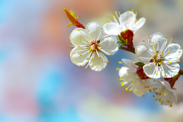 Blooming apricot branches on a blue sky background. Spring flowering fruit tree. White spring flowers close-up. Bright happy day