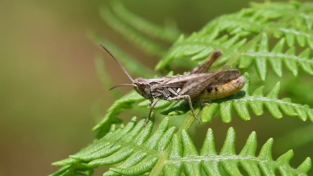 Lesser field grasshopper (Chorthippus mollis) stridulating, hind leg scraper is rubbed against forewing