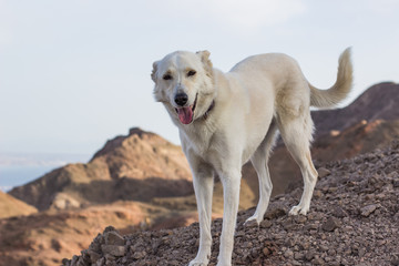 adorable white smiling dog animal portrait looking at camera in dry ground sand stone rocky desert mountains wilderness outside environment