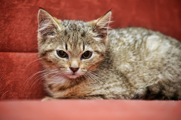 sad brown kitten on a red background