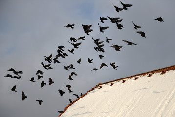 ALPENDOHLEN . ALPINE COUGHS . Pyrrhocorax graculus