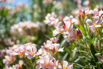 Beautiful bushes with pink flowers shine through the rays of the sun. Nerium oleander, Common...