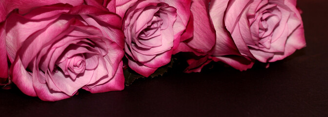 Black background with roses. Pink flowers on the background.