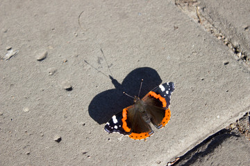 Fototapeta na wymiar shadow of a butterfly