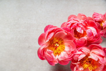 Amazing pink peonies on light background. Card Concept, copy space for text