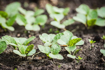 Radish growth in the garden. Selective focus.