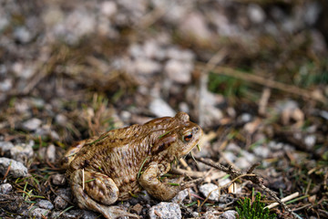 Kröte in Natur