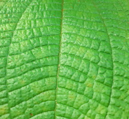 Beautiful close up green leaf, with a textured background, use our space for character design or photo backdrops.